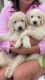 Golden Doodle Puppies for sale in Tampa, FL, USA. price: $1,200