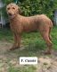 Golden Doodle Puppies for sale in Nathalie, VA 24577, USA. price: NA