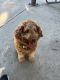 Golden Doodle Puppies for sale in Anaheim, CA 92807, USA. price: $1,000