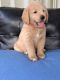 Golden Doodle Puppies for sale in Miami, FL 33173, USA. price: $1,100