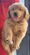 Golden Doodle Puppies for sale in Miami, FL 33173, USA. price: $1,200