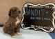 Golden Doodle Puppies for sale in Loxahatchee, FL 33470, USA. price: $1,500