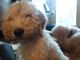 Golden Doodle Puppies for sale in Maple Falls, WA 98266, USA. price: $500