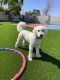 Golden Doodle Puppies for sale in 9687 W Keyser Dr, Peoria, AZ 85383, USA. price: $1,000
