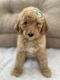 Golden Doodle Puppies for sale in Lehi, UT, USA. price: $500
