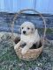 Golden Doodle Puppies for sale in Mt Pleasant, IA 52641, USA. price: NA