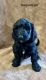 Golden Doodle Puppies for sale in Banner Elk, NC 28604, USA. price: $800
