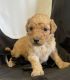 Golden Doodle Puppies for sale in Pensacola, FL, USA. price: NA