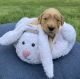Golden Doodle Puppies for sale in Montgomery, TX, USA. price: $1,800