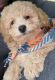 Golden Doodle Puppies for sale in Secaucus, NJ, USA. price: NA