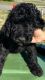 Golden Doodle Puppies for sale in Huntsville, AL, USA. price: NA
