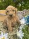 Golden Doodle Puppies for sale in Batesville, AR 72501, USA. price: $700