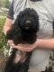 Golden Doodle Puppies for sale in York, PA, USA. price: $875