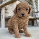 Golden Doodle Puppies for sale in Montana City, MT, USA. price: NA