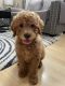Golden Doodle Puppies for sale in Piscataway, NJ 08854, USA. price: NA