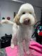 Golden Doodle Puppies for sale in Madison, WI, USA. price: NA