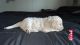 Golden Doodle Puppies for sale in Summerville, GA 30747, USA. price: NA