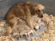 Golden Doodle Puppies for sale in St Anthony, ID 83445, USA. price: $400
