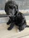 Golden Doodle Puppies for sale in Peoria, AZ, USA. price: $3,000