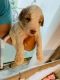 Golden Doodle Puppies for sale in Orlando, FL, USA. price: $2,000