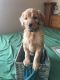 Golden Doodle Puppies for sale in Paso Robles, CA 93446, USA. price: $700