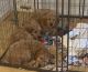 Golden Doodle Puppies for sale in Atlanta, GA, USA. price: NA