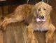Golden Doodle Puppies for sale in Raleigh, NC, USA. price: $2,000