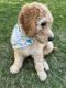 Golden Doodle Puppies for sale in Windham, NH 03087, USA. price: NA