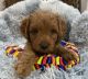 Golden Doodle Puppies for sale in Dallas County, TX, USA. price: $1,230