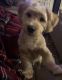 Golden Doodle Puppies for sale in Centreville, VA, USA. price: NA