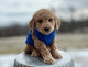 Golden Doodle Puppies for sale in Orlando, FL, USA. price: $700