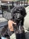 Golden Doodle Puppies for sale in Charlotte, NC, USA. price: $400