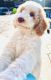 Golden Doodle Puppies for sale in Shelbyville, IL 62565, USA. price: NA
