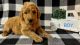 Golden Doodle Puppies for sale in Mt Vernon, GA 30445, USA. price: $800