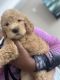 Golden Doodle Puppies for sale in Washington, DC, USA. price: $1,000
