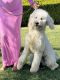 Golden Doodle Puppies for sale in Windsor Hills, View Park-Windsor Hills, CA, USA. price: NA