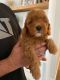 Golden Doodle Puppies for sale in Gilbert, AZ, USA. price: $1,700