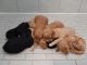 Golden Doodle Puppies for sale in Brevard, NC, USA. price: NA