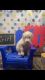 Golden Doodle Puppies for sale in Columbia, MS 39429, USA. price: NA