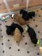 Golden Doodle Puppies for sale in Dixon, IL 61021, USA. price: NA