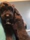 Golden Doodle Puppies for sale in Detroit, MI, USA. price: NA