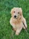 Golden Doodle Puppies for sale in Lancaster, PA, USA. price: $500