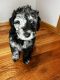 Golden Doodle Puppies for sale in Byron Center, MI 49315, USA. price: $1,400
