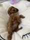 Golden Doodle Puppies for sale in Wesley Chapel, FL, USA. price: NA