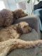 Golden Doodle Puppies for sale in McMinnville, OR 97128, USA. price: $2,500