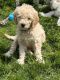 Golden Doodle Puppies for sale in Middleborough, MA, USA. price: $1,800