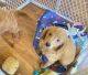 Golden Doodle Puppies for sale in Kissimmee, FL, USA. price: $1,200