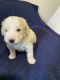Golden Doodle Puppies for sale in Newton, NC, USA. price: $1,500