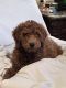 Golden Doodle Puppies for sale in Dallas, TX, USA. price: $2,000