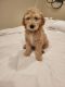 Golden Doodle Puppies for sale in Santa Cruz, CA, USA. price: $1,000